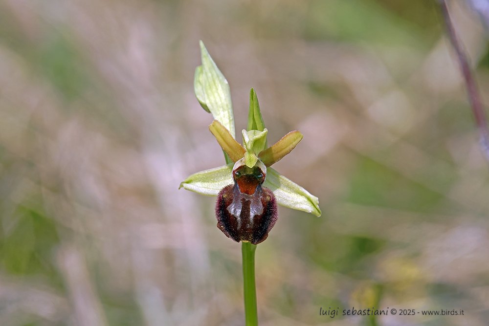 Ophrys sphegodes